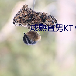 成熟直男(nán)KT飞(fi)机