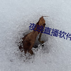 夜晚直播软件下载 （确证）