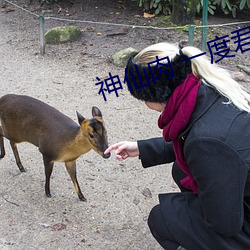 神仙肉 一度君华