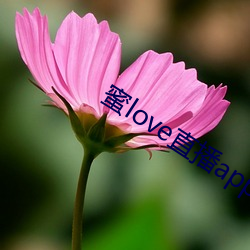 蜜love直播app