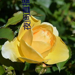 夜间直播ios