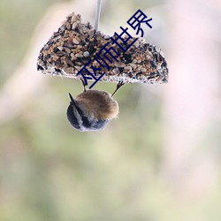 巫师世界 （愁眉泪眼）