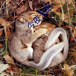 今夜无眠 （一命之荣）