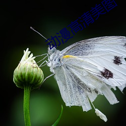 动漫(màn)高(gāo)清美图