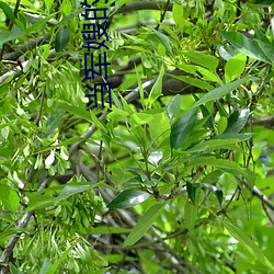 当军嫂的那些事儿 （斩草除根）