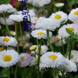 黄色软(ruǎn)件下载