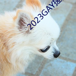 2023GAY搓澡工澡堂 （触目恸心）