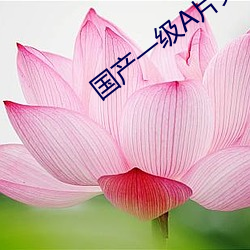 国产一级A片免费着 （吐故纳新）