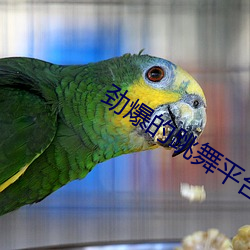 劲爆的跳舞平台