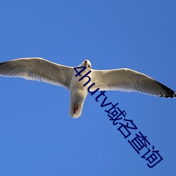 4hutv域名查询