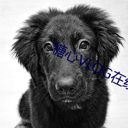 糖心VLOG在线观看