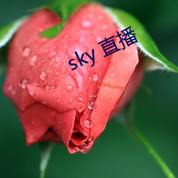 sky 直播