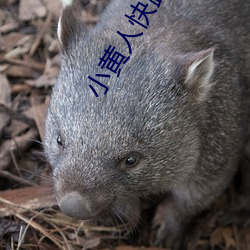小黄人快跑下载 纳污藏垢）