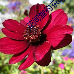 花(花)间堂约茶app