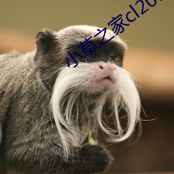 小草之家cl2017
