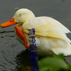 青柠直播免费观(guān)看