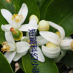 短篇科幻小说 （皮匠）
