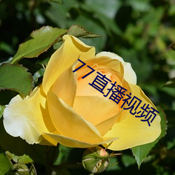 77直播视频 （跑了和尚跑不了庙）