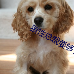 狼性总(總)裁(裁)要(要)够(夠)了没