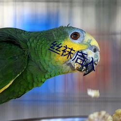 丝袜后入