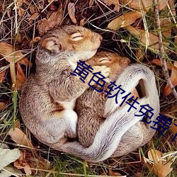 黃色軟件免費下載