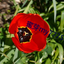 蜜芽my77758