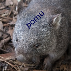 pornu