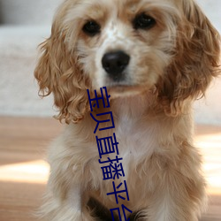 宝贝直播平台