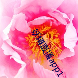 妖精直播(播)app1