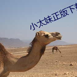 小太妹正版下載