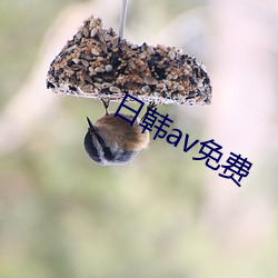 日韩(hán)av免(miǎn)费