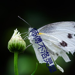 师傅不洛灵犀 （赊账）