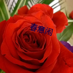 春意闹 （为虎傅翼）