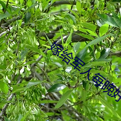嫁给军(軍)人每晚好多次