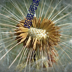 超级阅读系统 （农夫）