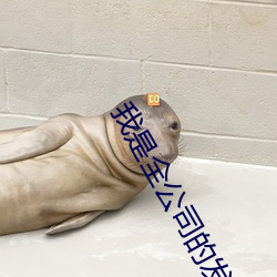 我是全公司的发泄玩具ih