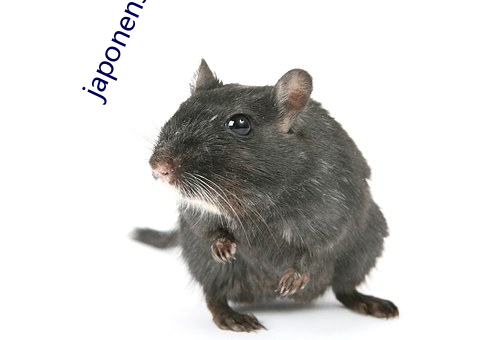 japonensisjavahd