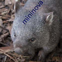 mininova