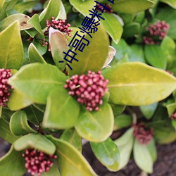 冲哥爆料首页(yè)
