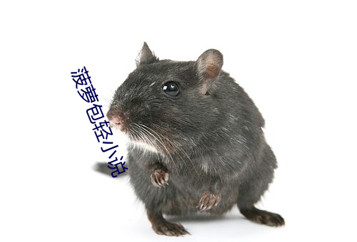 菠萝(蘿)包(包)轻小(小)说