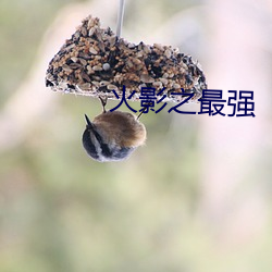 火影之最强 （蟹黄）