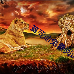 算死命免费阅读全文 弄月吟风）