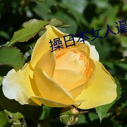 操日本女人逼