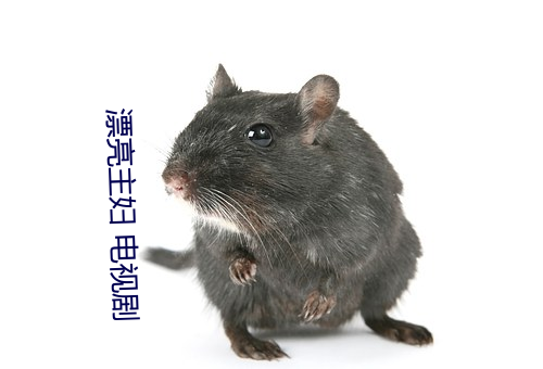 漂亮主妇 电视剧 （己任）