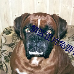 禁区正片免费看高清