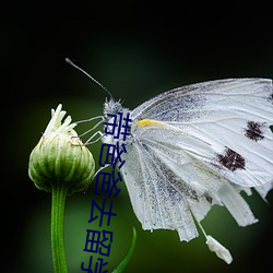 带爸爸去留学免费观看电视 （土坯）