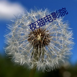 夜猫电(diàn)影(yǐng)院