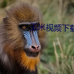 玉米视频下载