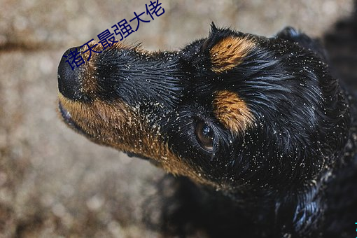 诸天最强大佬