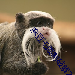 麻豆无限制破解2021
